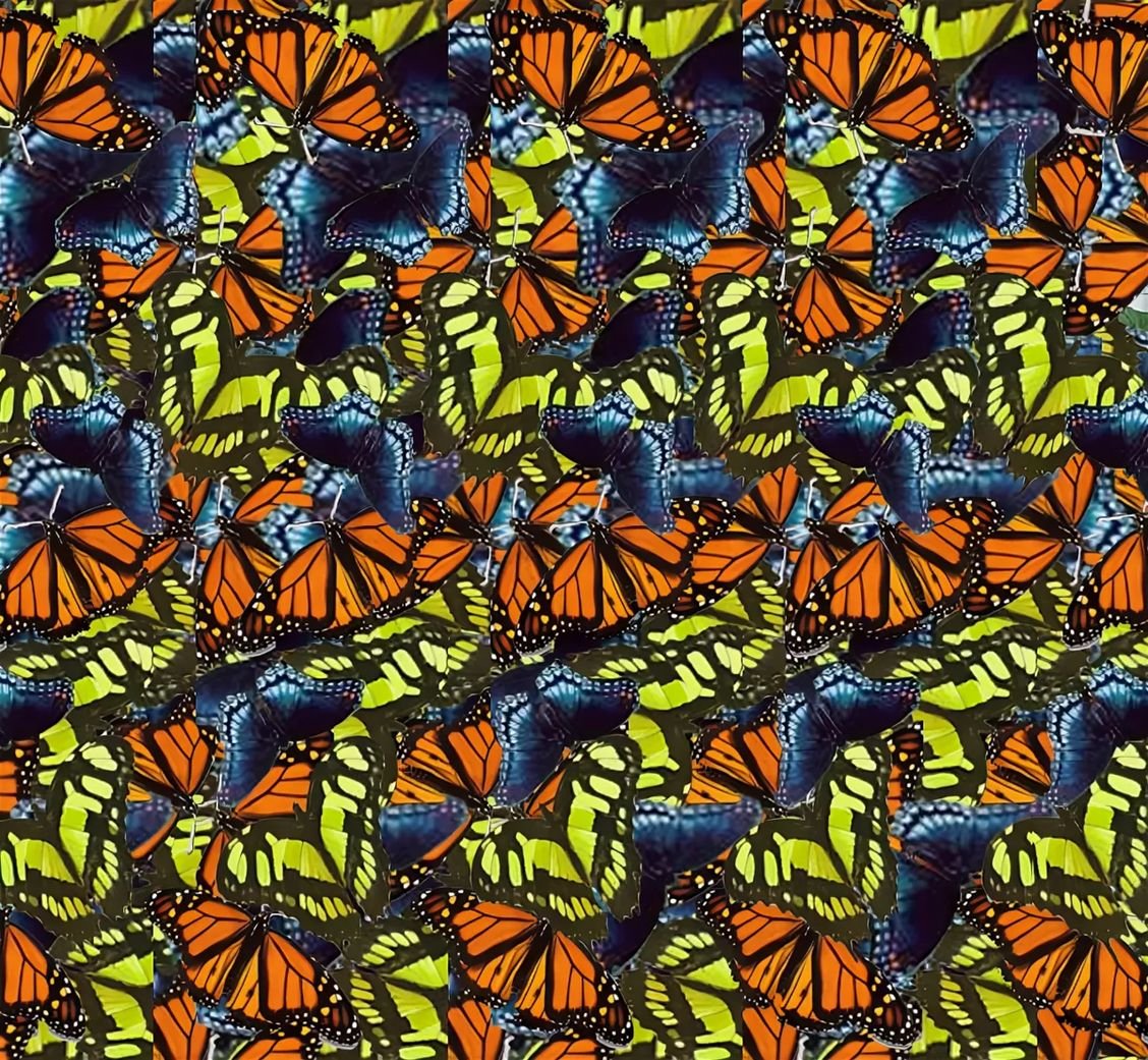 Объемные картинки. Стереограммы бабочка. Стереограмма паук. Стереокартинка паук. Объемные изображения.