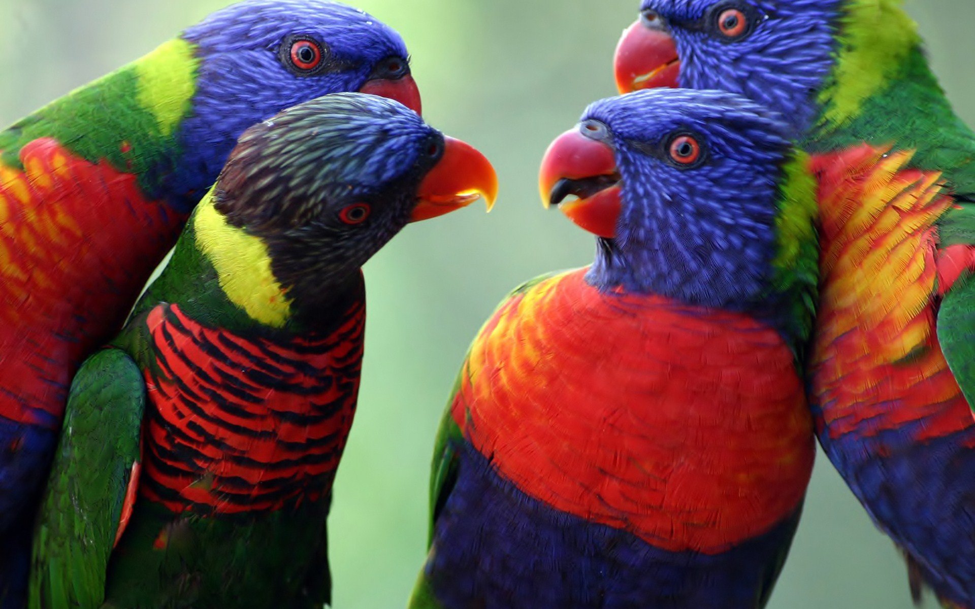 Большой цветной попугай. Многоцветный лорикет самка. Лорикет попугай. Австралийский лорикет. Парк птиц в Бразилии.