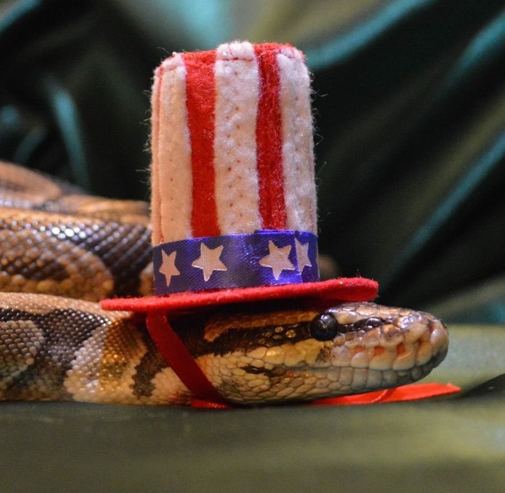 Hat python. Доминиканский горный красный удав. Королевский питон в шапочке. Змея в шляпке. Милые змейки.