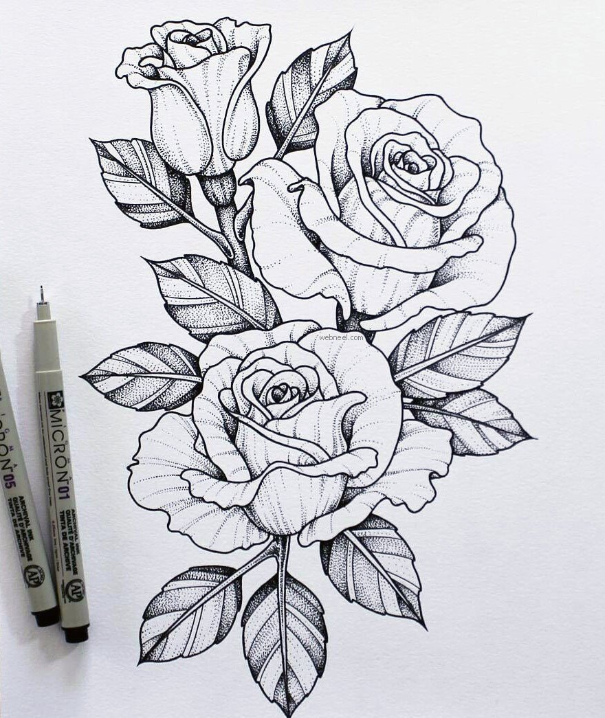 Роза красивая рисунок