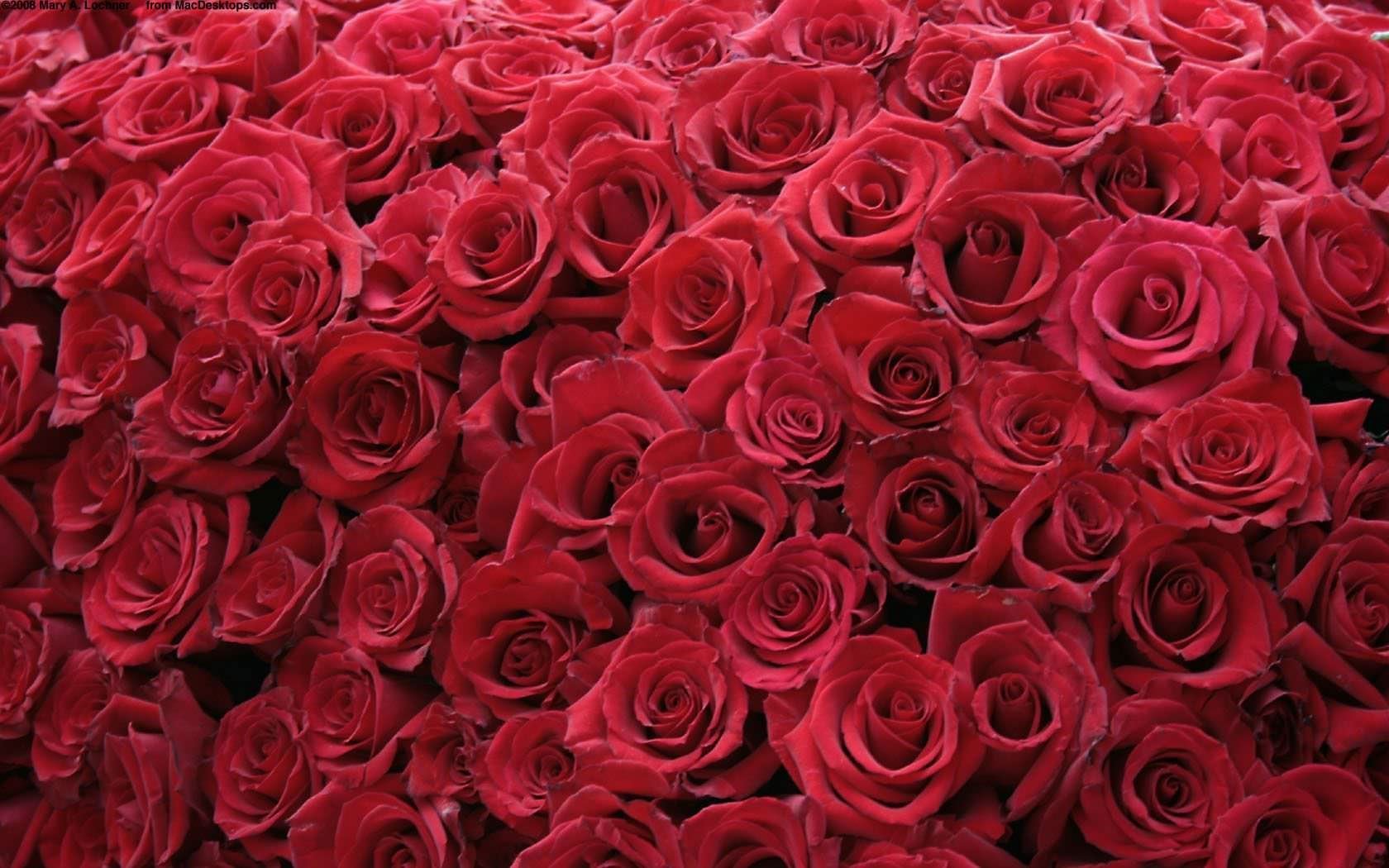 Большие розочки. Фон цветы. Розы. Много роз. Красные розы.