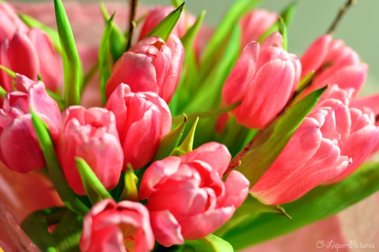Открытки букеты тюльпанов красивые. Тюльпан Дойч Прайд. Цветы тюльпаны. Розовые тюльпаны. Букет тюльпанов.