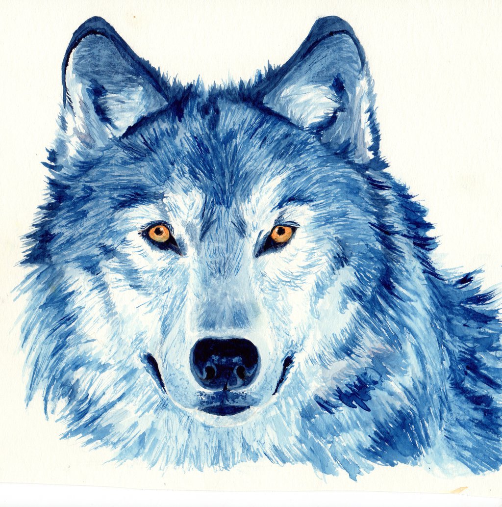 Цветные картинки волка. Волк рисунок. Белый волк рисунок. Нарисовать волка. Голова волка.