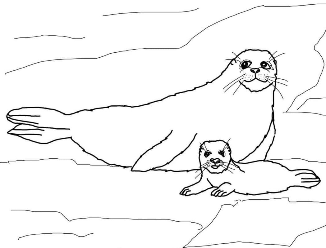 Раскраска милый тюлень