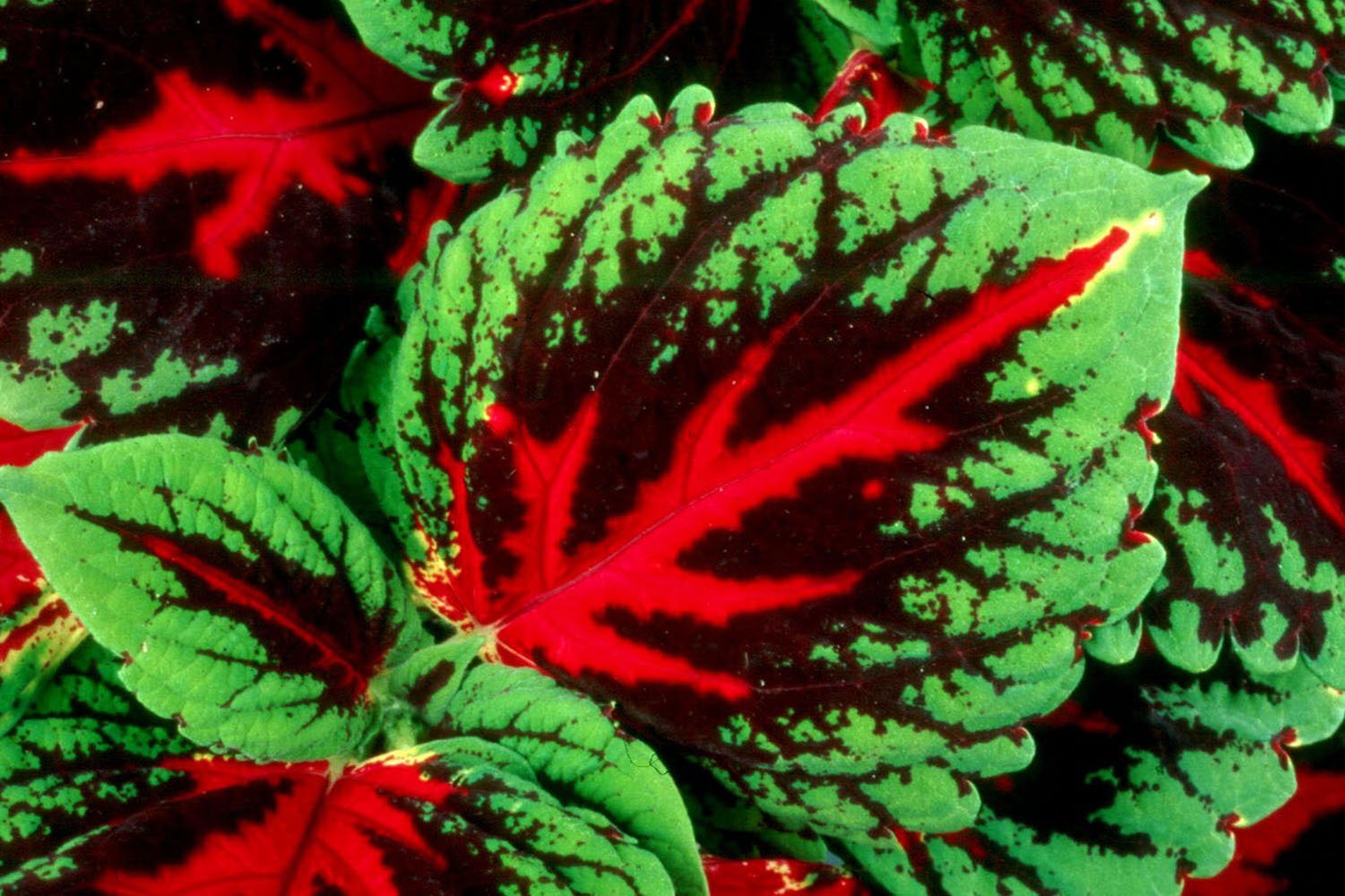 Красные края листьев. Колеус Red Croton II. Колеус Kong Red. Колеус Red Croton. Растение колеус Блюме Конг.