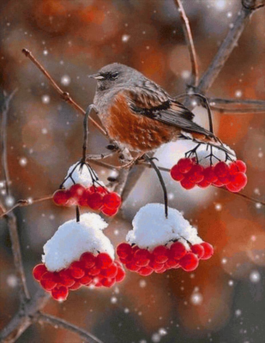 Доброе утро хорошего снег. Рябина в снегу. Птицы осенние-зимние. Доброе утро зимой Снегирь. Живая природа зимой.
