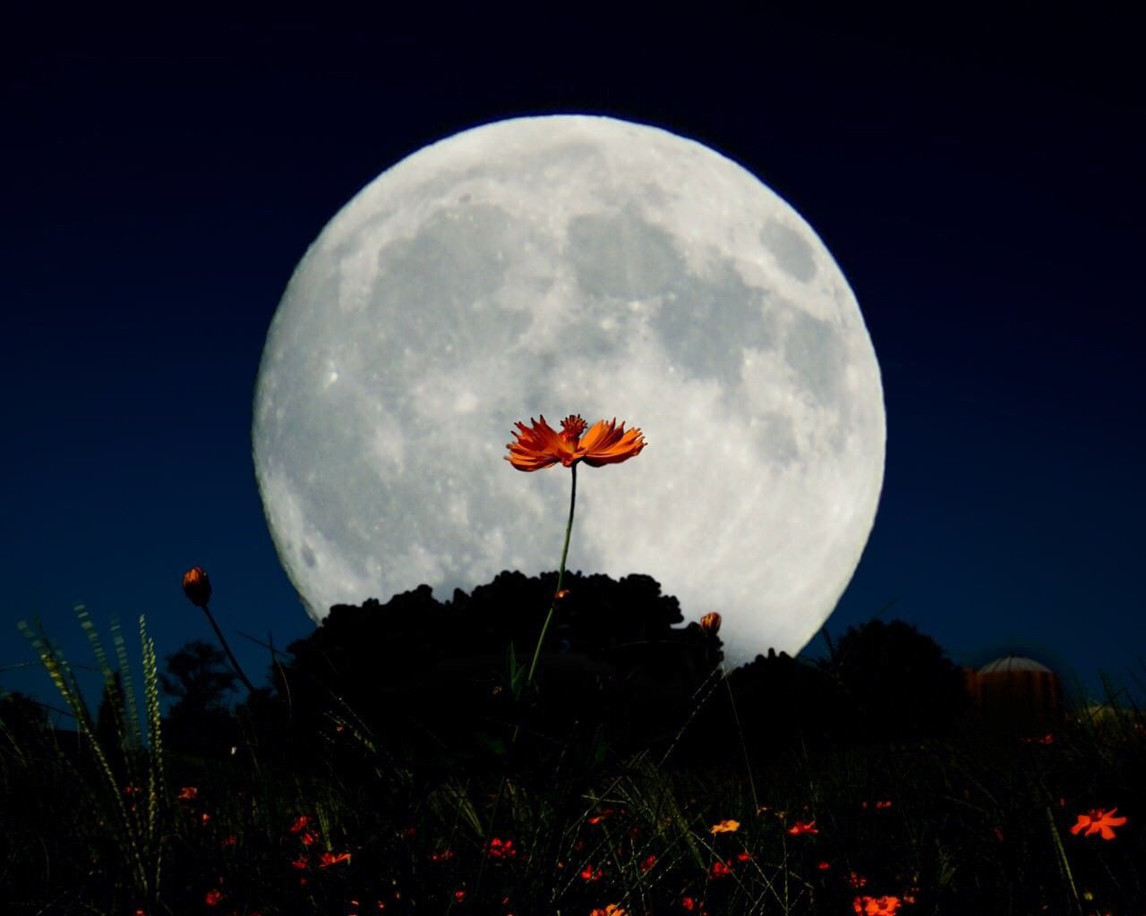 Луна светила из круглой пушистой