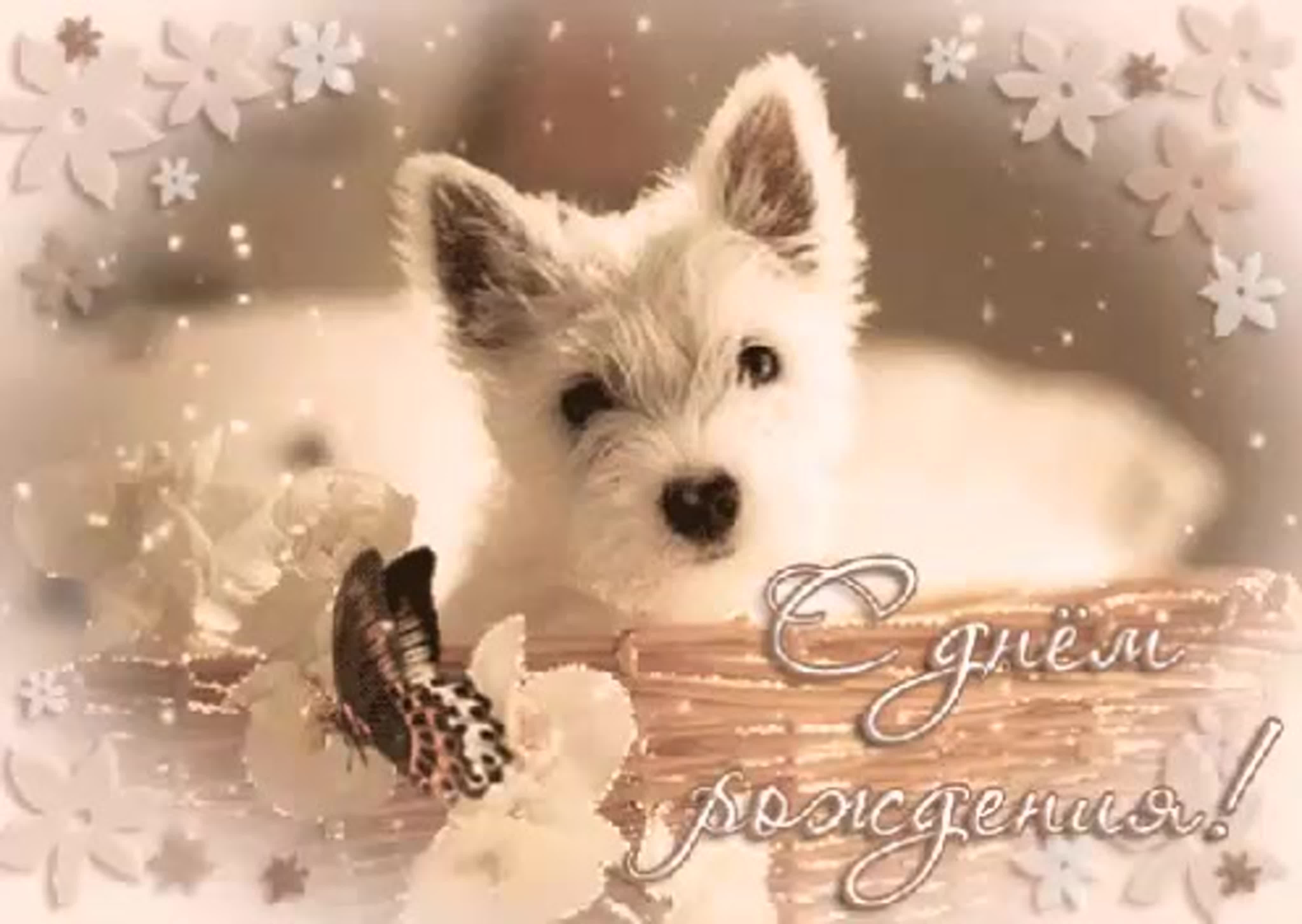 Аватарка поздравление. День рождения собаки. С днём рождения собачки. Красивые открытки. С днём рождения с животными.