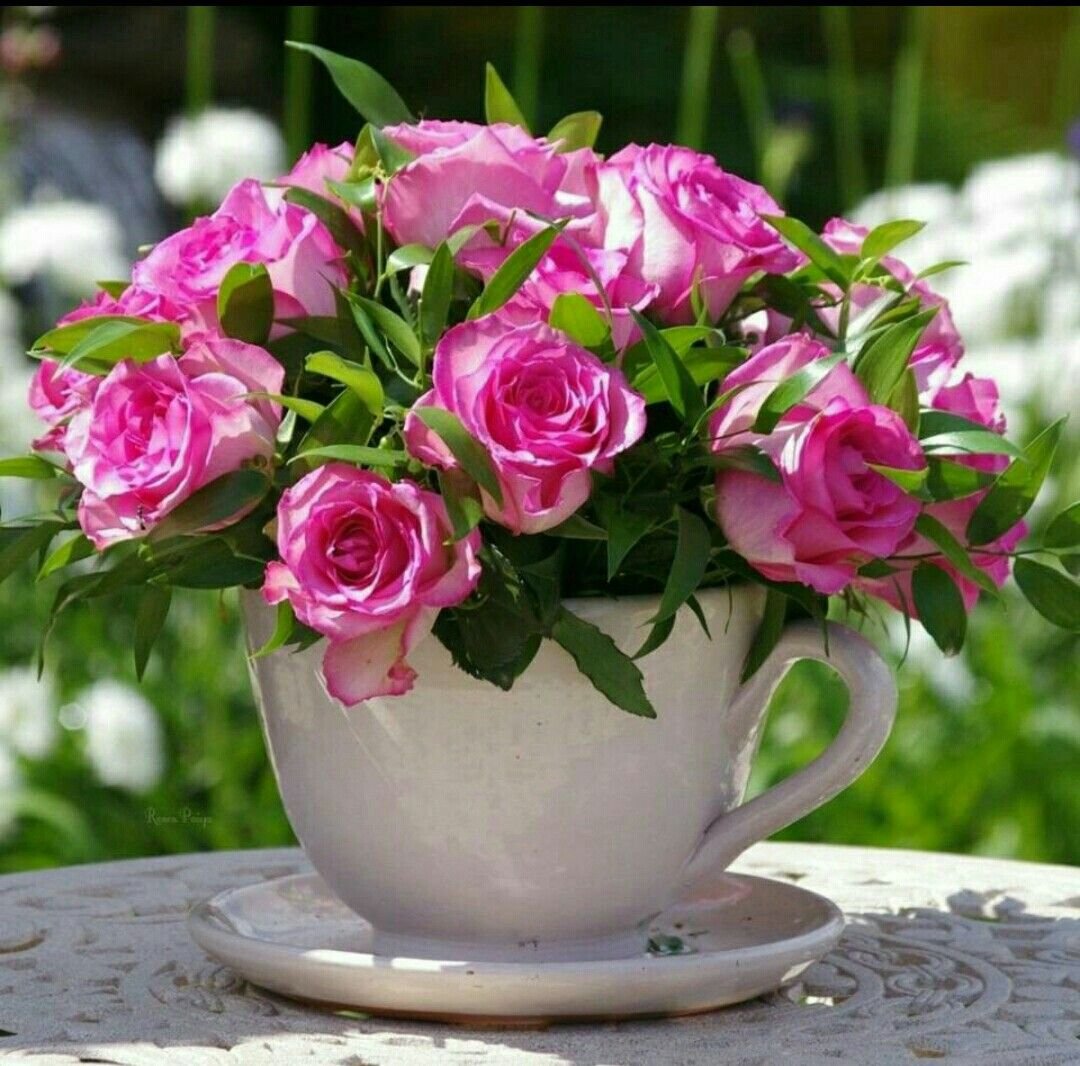 Добрейшего утречка цветы. Утренние цветы. С добрым утром цветы красивые. Доброе утро с цветами. Открытки с добрым утром с розами.