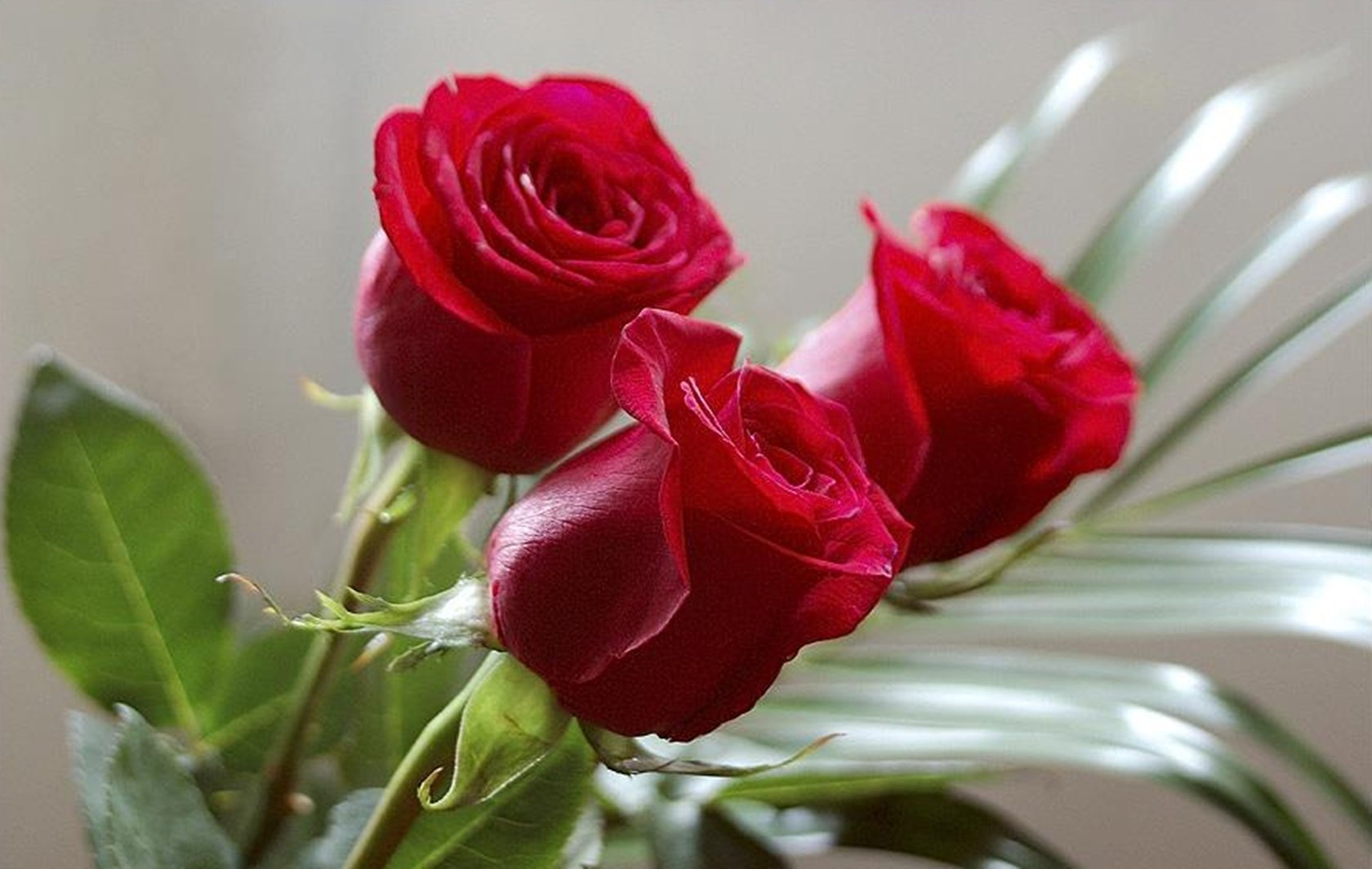 Подарю тебе розу слова. Цветы для женщины. Красивые цветы для любимой девушки. Цветочек для тебя. Цветы для милой девушки.
