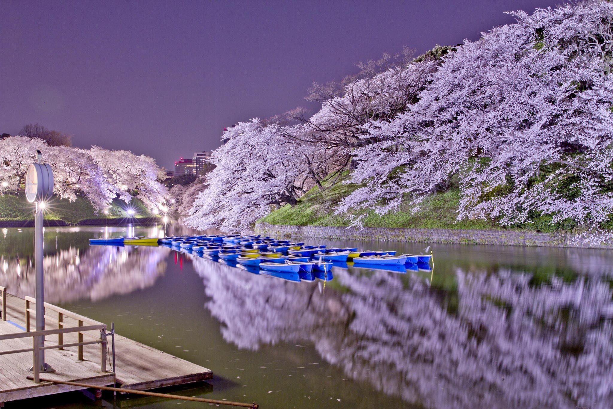 Картинки красивые весенние 2024 года. В Японии зацвела Сакура. Цветение Сакуры в Японии фото. Сад Кавати Фудзи. Корея черри блоссом.