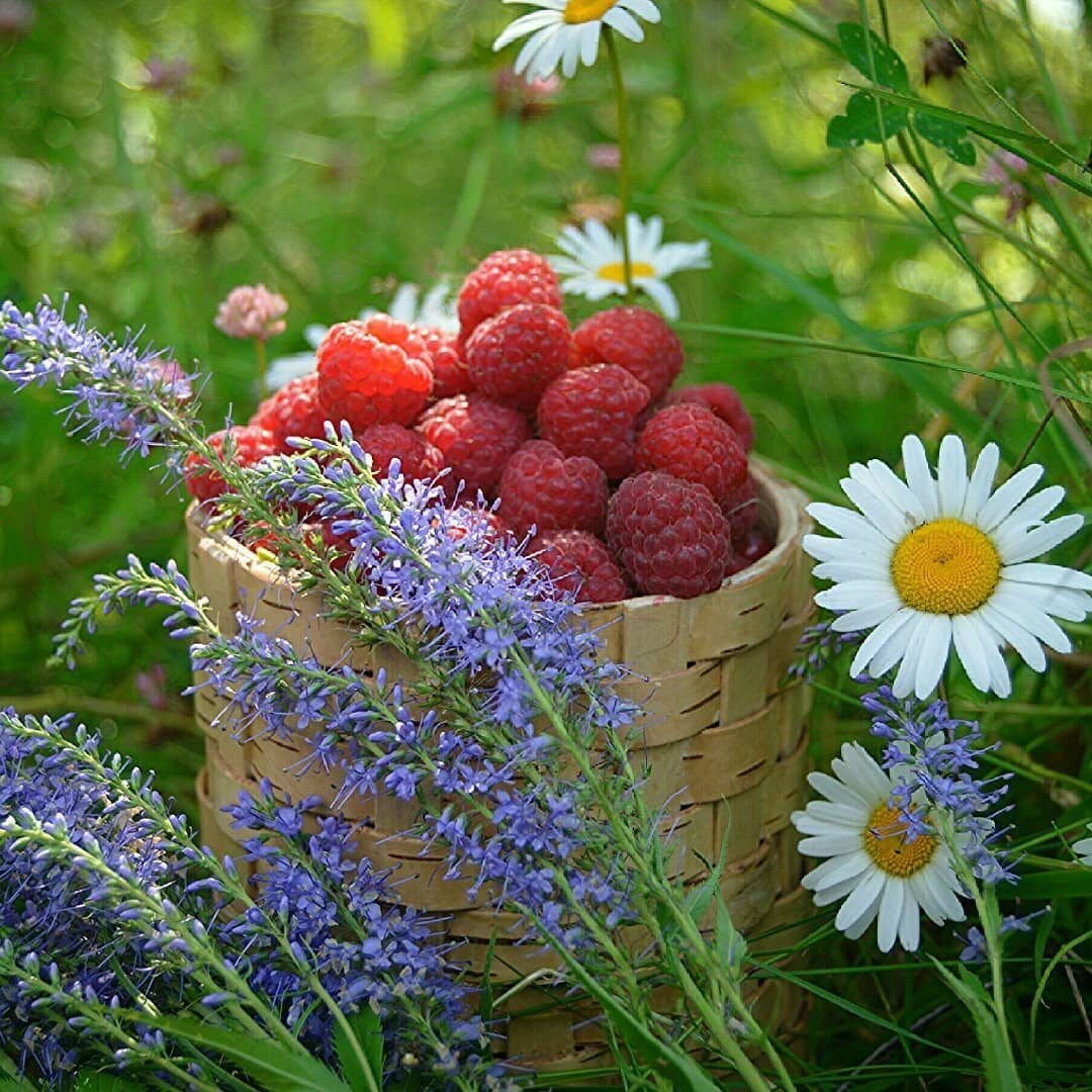 Картинка день лета. Лето ягоды цветы. Красивые полевые цветы и ягоды. Лето ягоды цветы доброе утро. Лето июль.