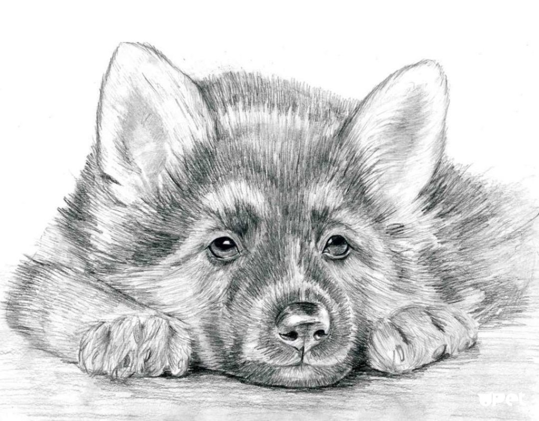 Рисунки карандашом животные