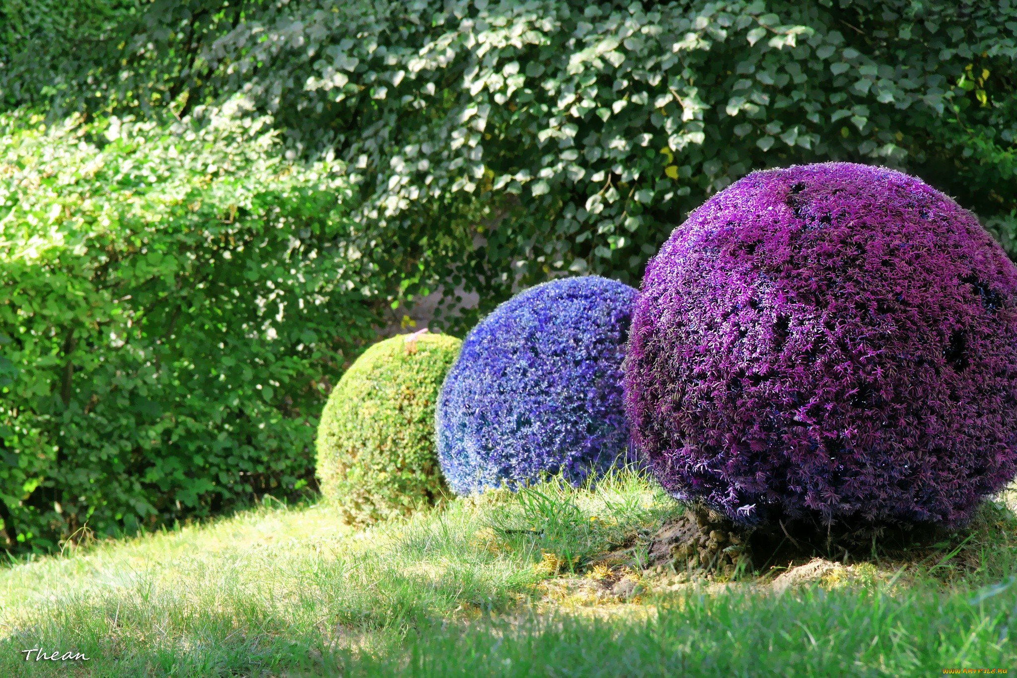 Фото округлое. Самшит декоративные кустарники для сада многолетние. Самшит шаровидный. Сирень шаровидная. Будделея шаровидная.