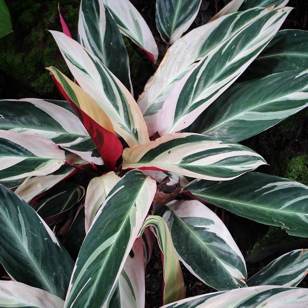 Растение с разноцветными листьями