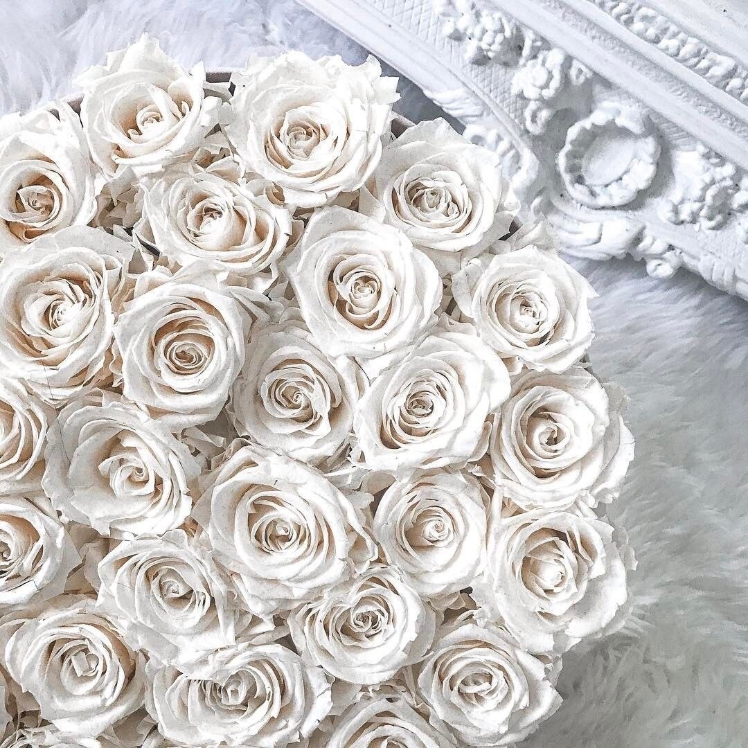Белые розы Эстетика