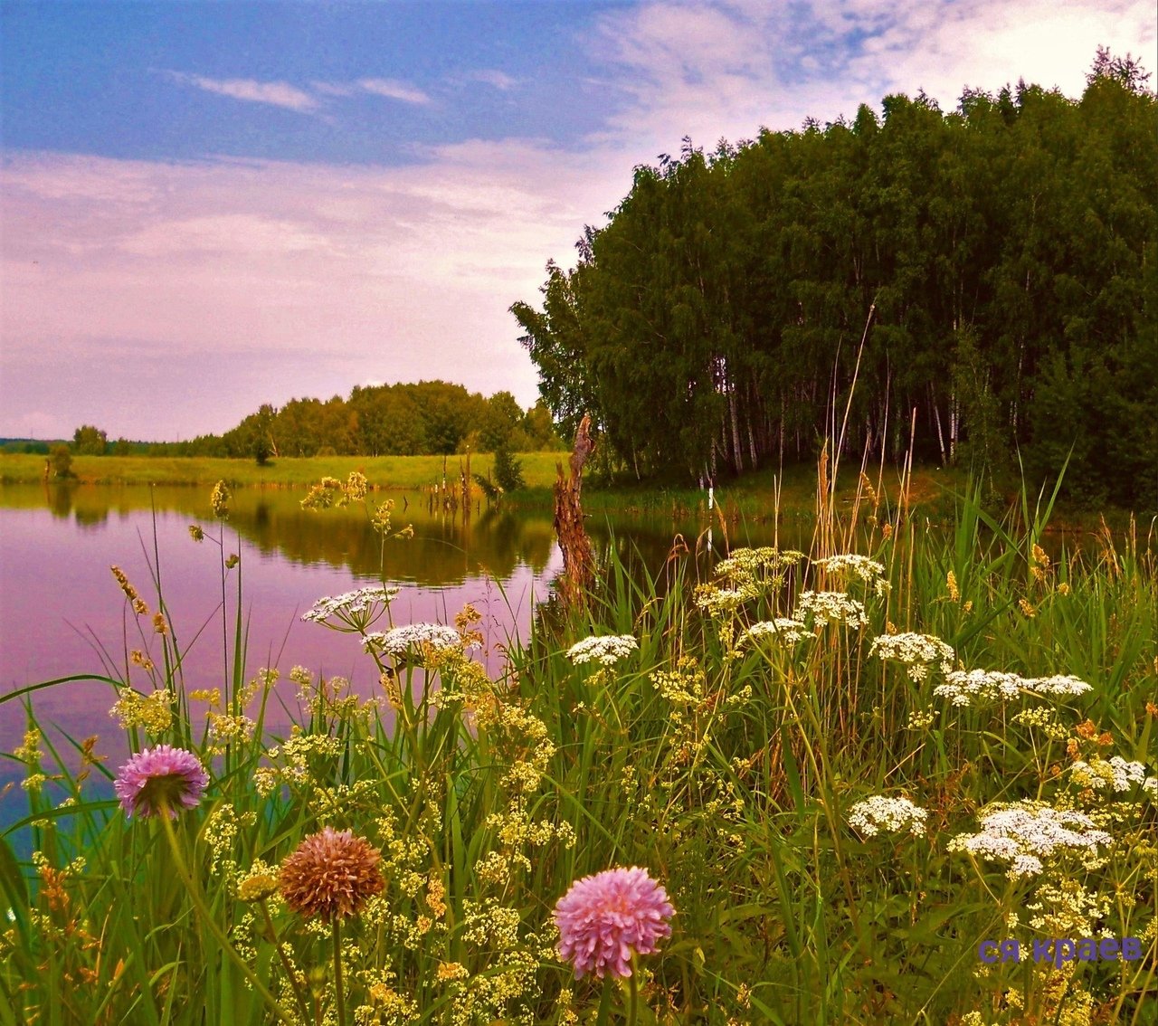 Лето в россии природа фото