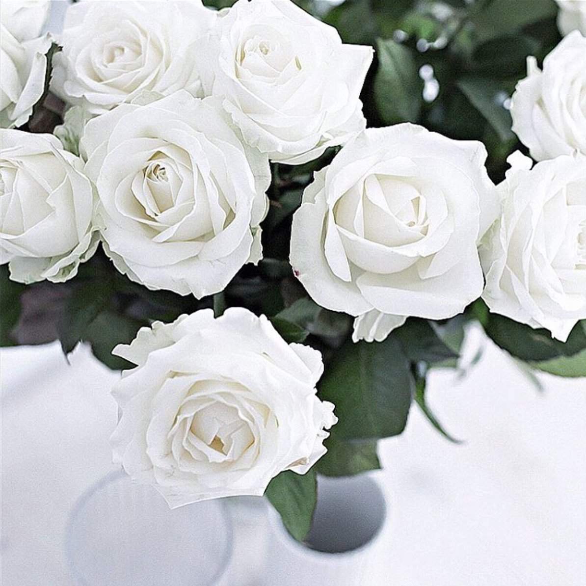 Розы белые красивые