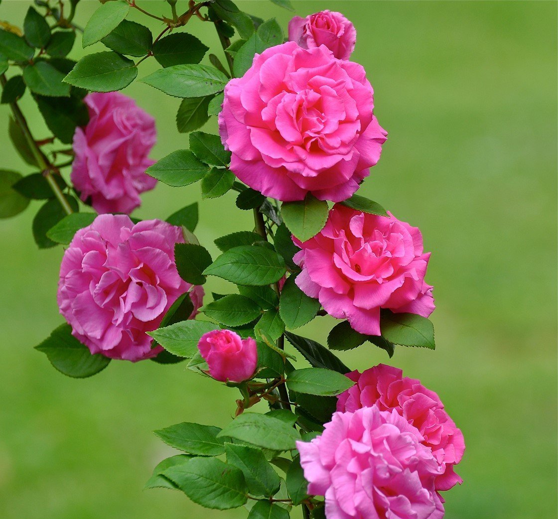 Ярко розовая плетистая роза