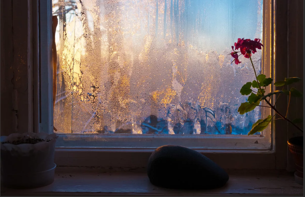 Стучит подоконник. Цветы на подоконнике. Окно снег. Зимнее окно. Цветы на зимнем окне.