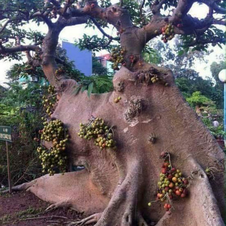 Необычные деревья чудо природы