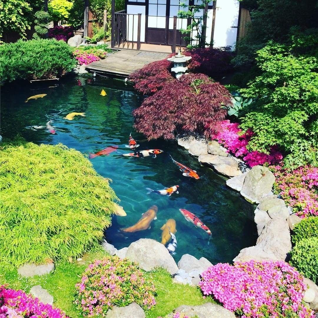Японский пруд. Прудик в Японии. Японский прудик в саду. Красивый сад с прудом. Японский сад с прудом.
