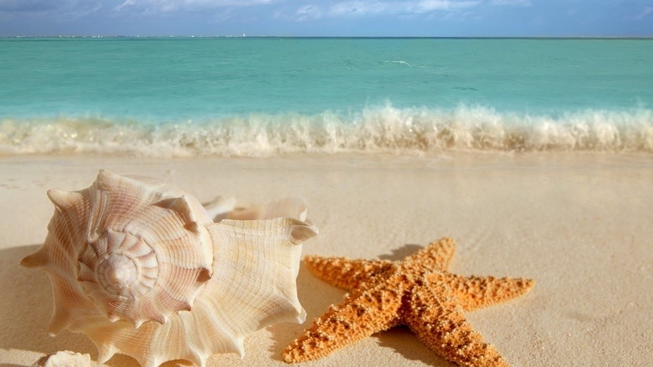 Вацап морской. Морская звезда. Морская звезда на пляже. Морская звезда на берегу. Фотографии моря.