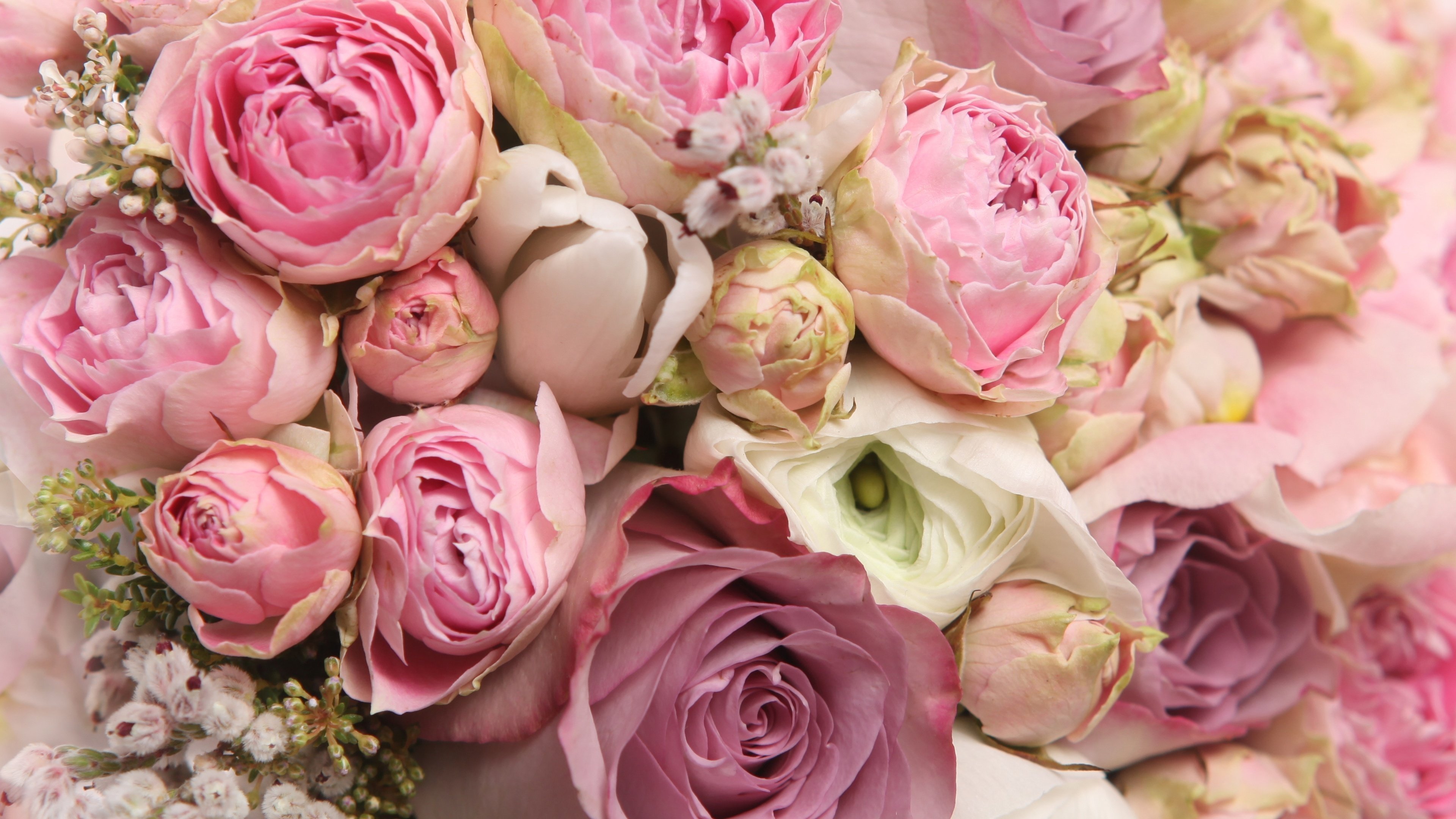Красивые картинки с цветами для телефона. Розоподобные пионы. Пионы и розы. Нежные пионы. Стильные цветы.