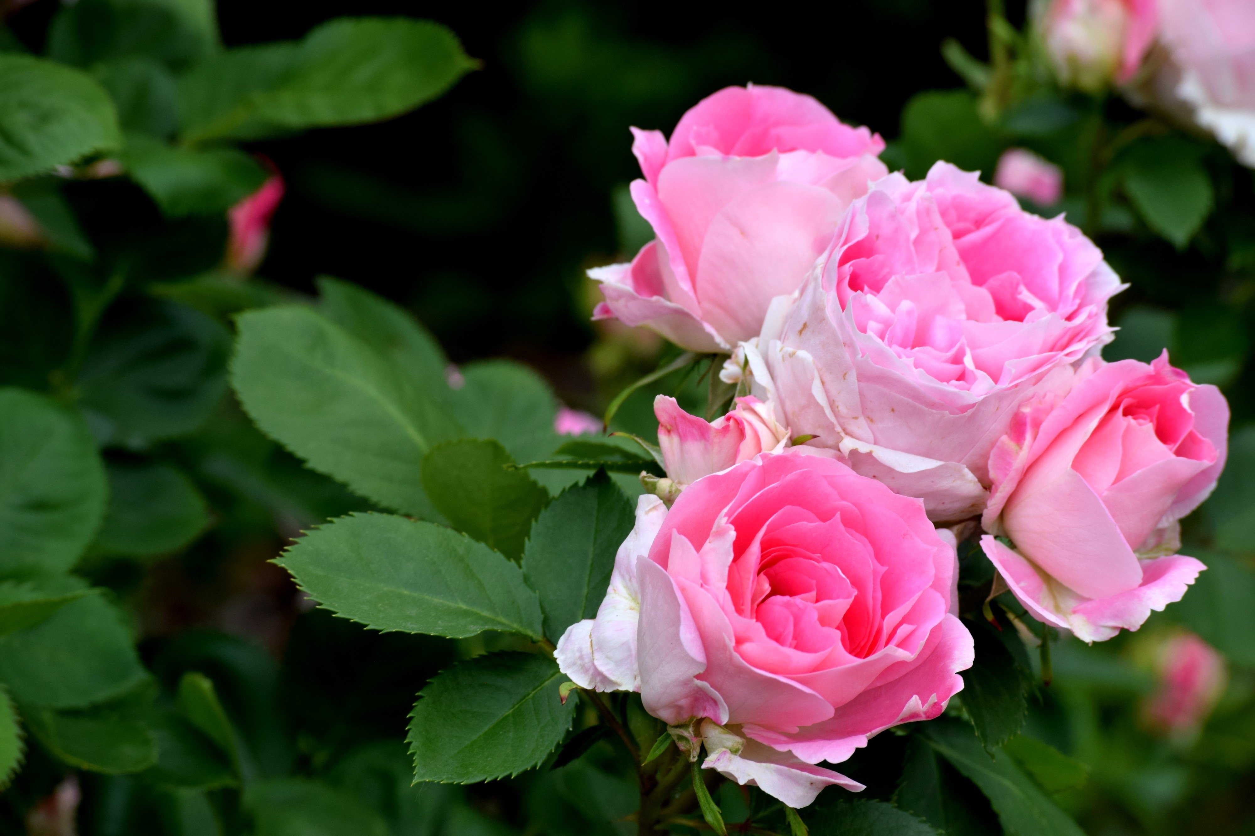 Красивый куст роз. Розы кустовые садовые.