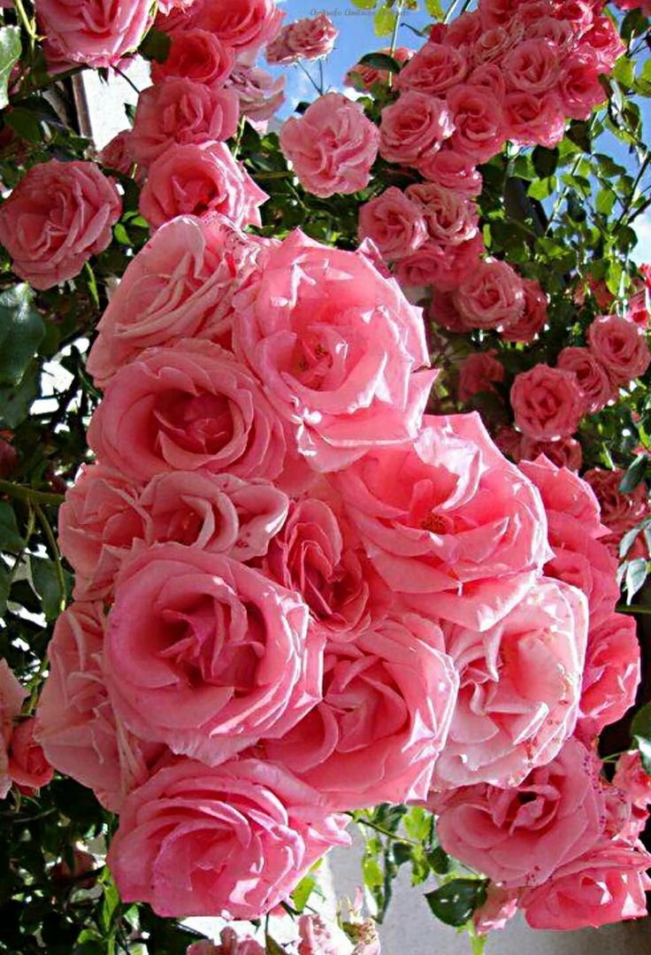 Самая красивая плетистая роза - 88 фото
