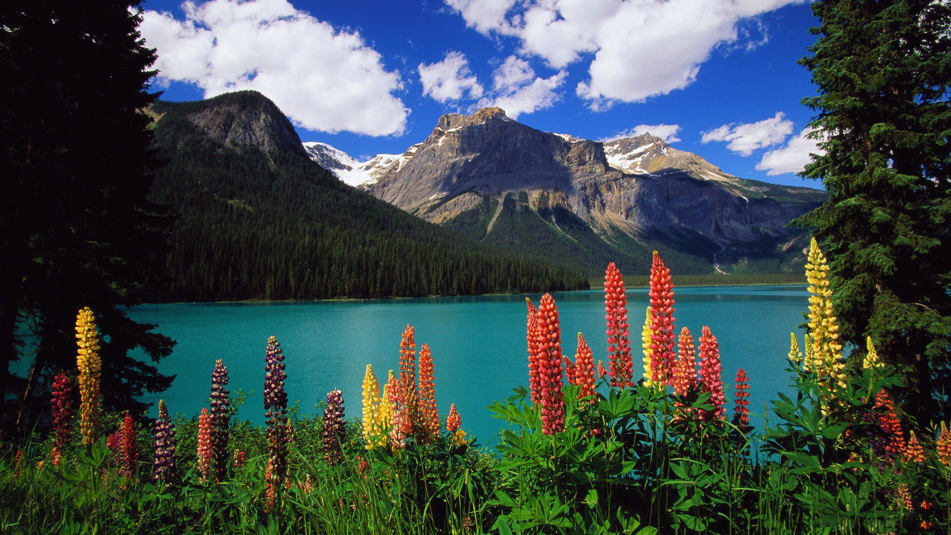 Природа в современности. Национальный парк Банф, Канада. Цветы национального парка Банф.