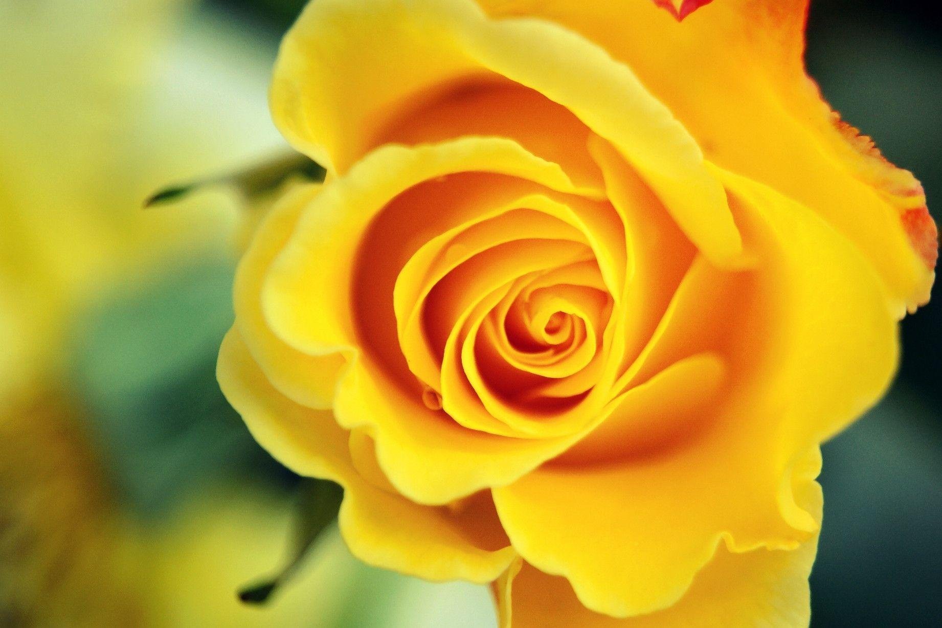 Желто розовая картинка. Красивые желтые розы. Желто розовые розы. Розы яркие желтые.