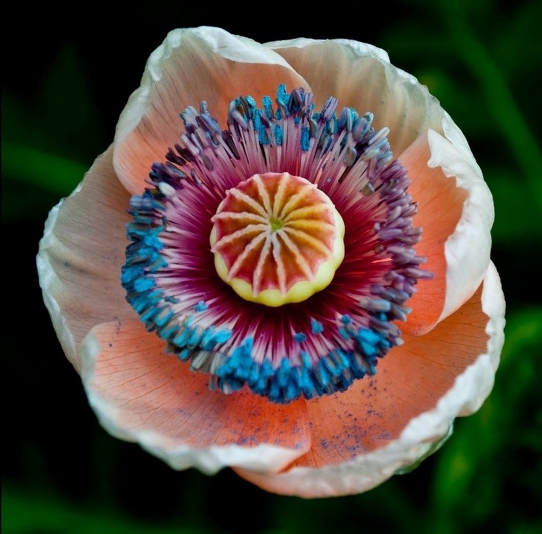 Самый красивый цветок в мире