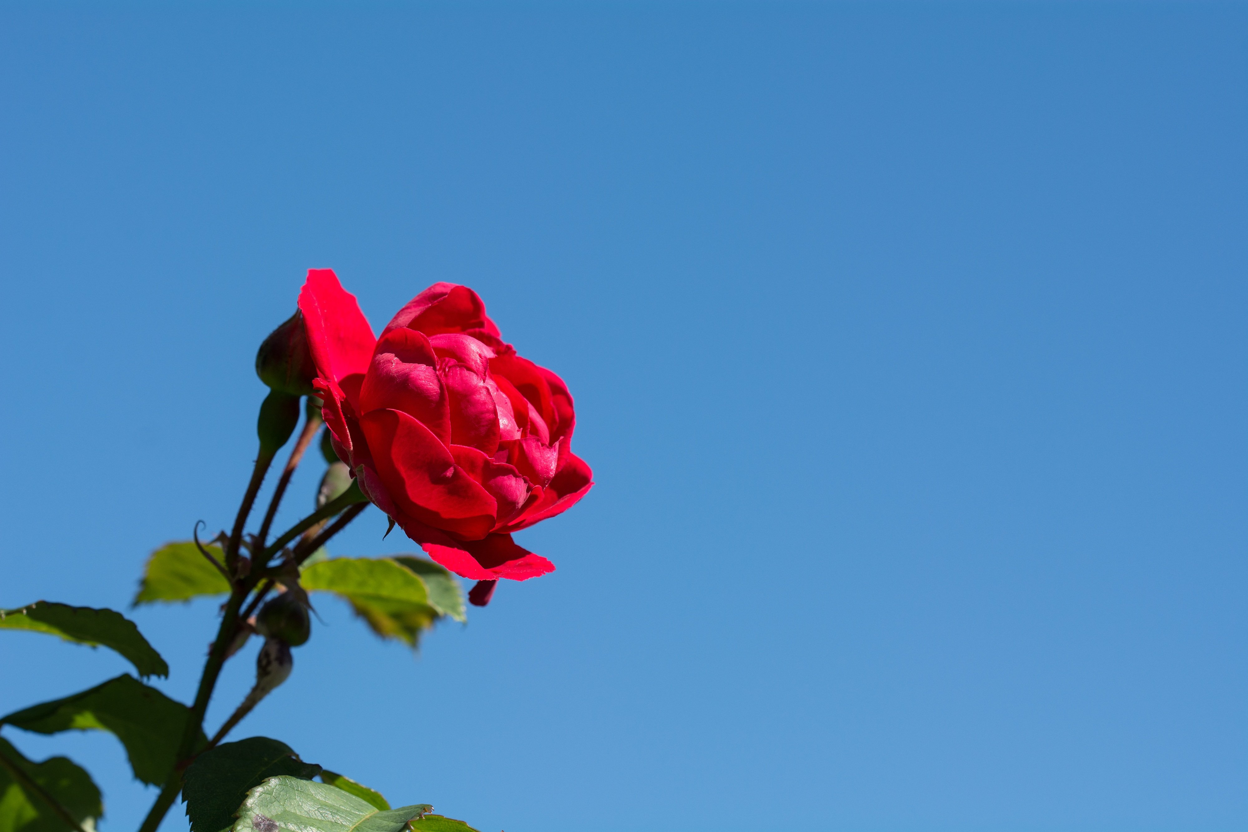 Видеть красные розы. Красные розы. Розы на фоне неба. Красный цветочек. Красные розы на фоне неба.
