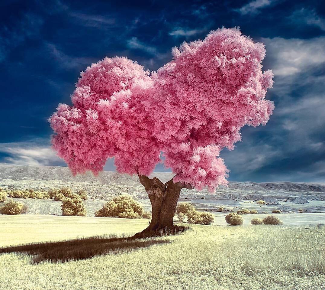 Сон красивые деревья. Красивое дерево. Цветущее дерево. Красивое розовое дерево. Красивые цветущие деревья.