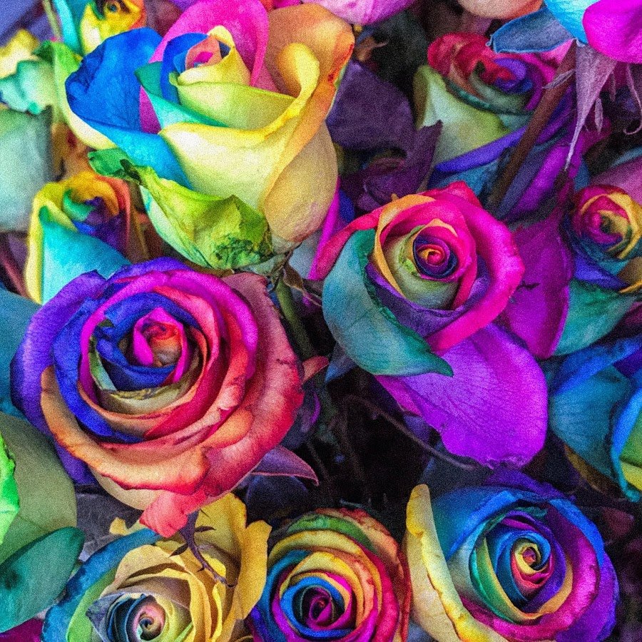 Розы разноцветные