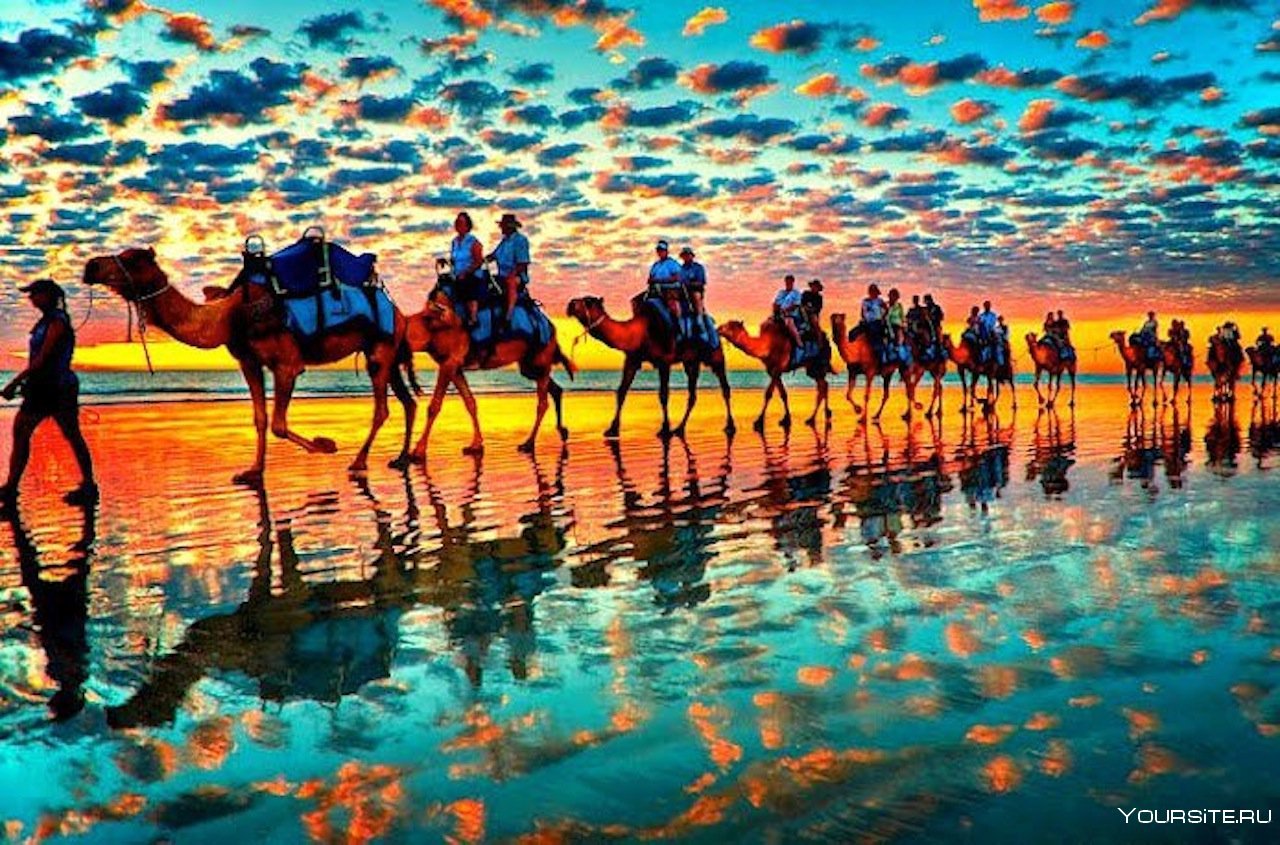 Караван цветов. Тунис Караван. Путешествие на верблюдах. Тунис красивые места. Тунис Верблюды.