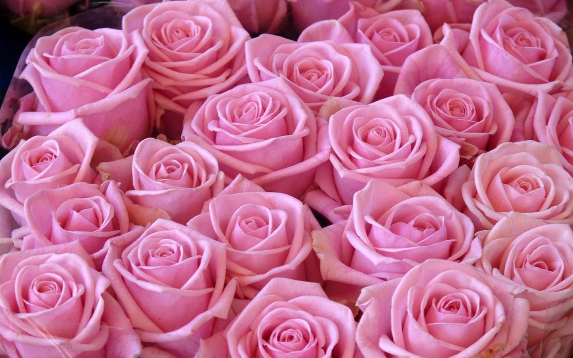 Аск цветов. Розовые розы. Бледно розовые розы. Нежные розовые розы.
