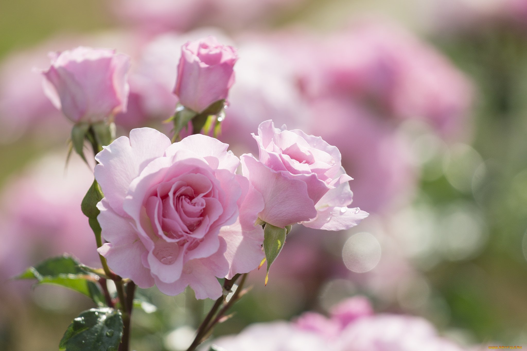 Beautiful rose flowers. Розовые розы. Нежный цветок. Нежно розовые цветы.