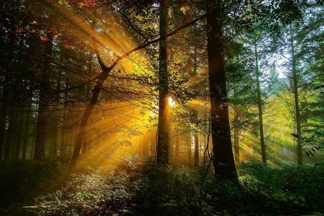 Ярким солнцем в лесу