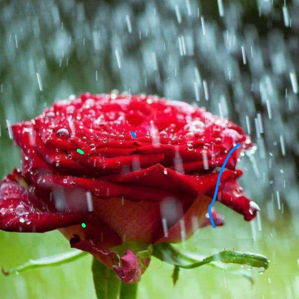 Красивые розы под дождем