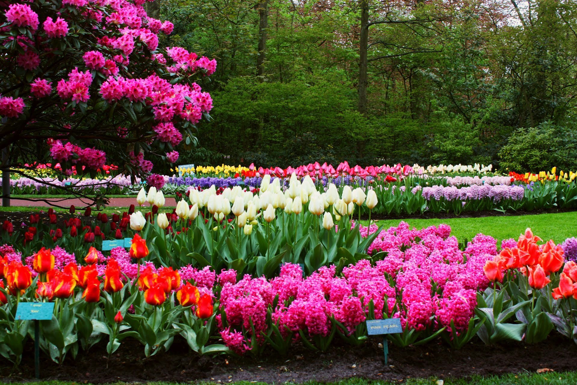 Видео сада с цветами. Парк Асикага тюльпаны. Парк Кюкенхоф тюльпаны. Парк Асикага цветение тюльпанов. Парк Кюкенхоф гиацинты.