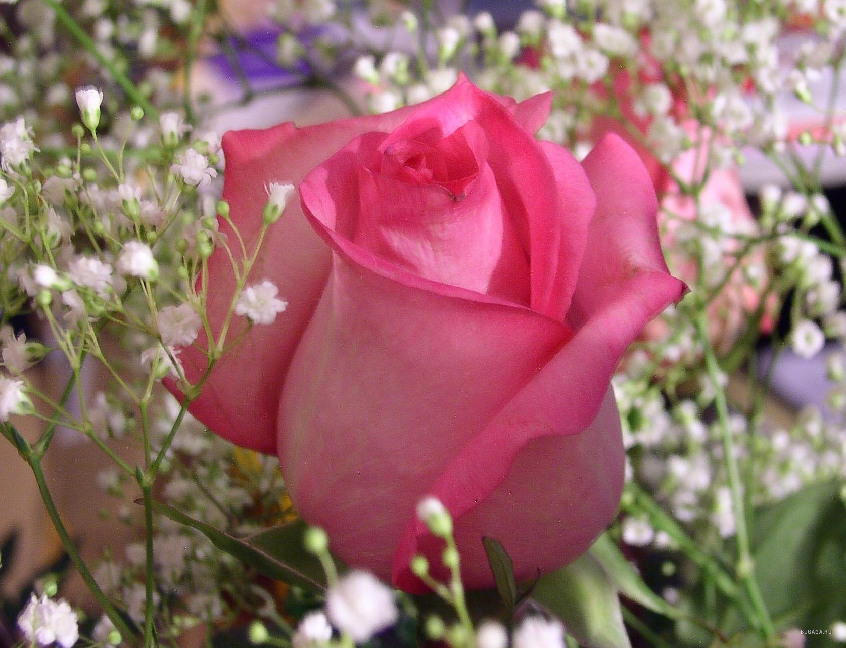 Какая красивая цветочками. Очень красивые цветы. Самые красивые цветы. Самые красивые розы. Самые красивые цветы на свете.