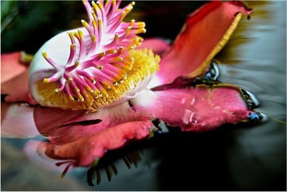 Невероятные цветы. Курупита гвианская. Необычные цветы. Необычные цветы на земле. Самые необычные цветы на земле.