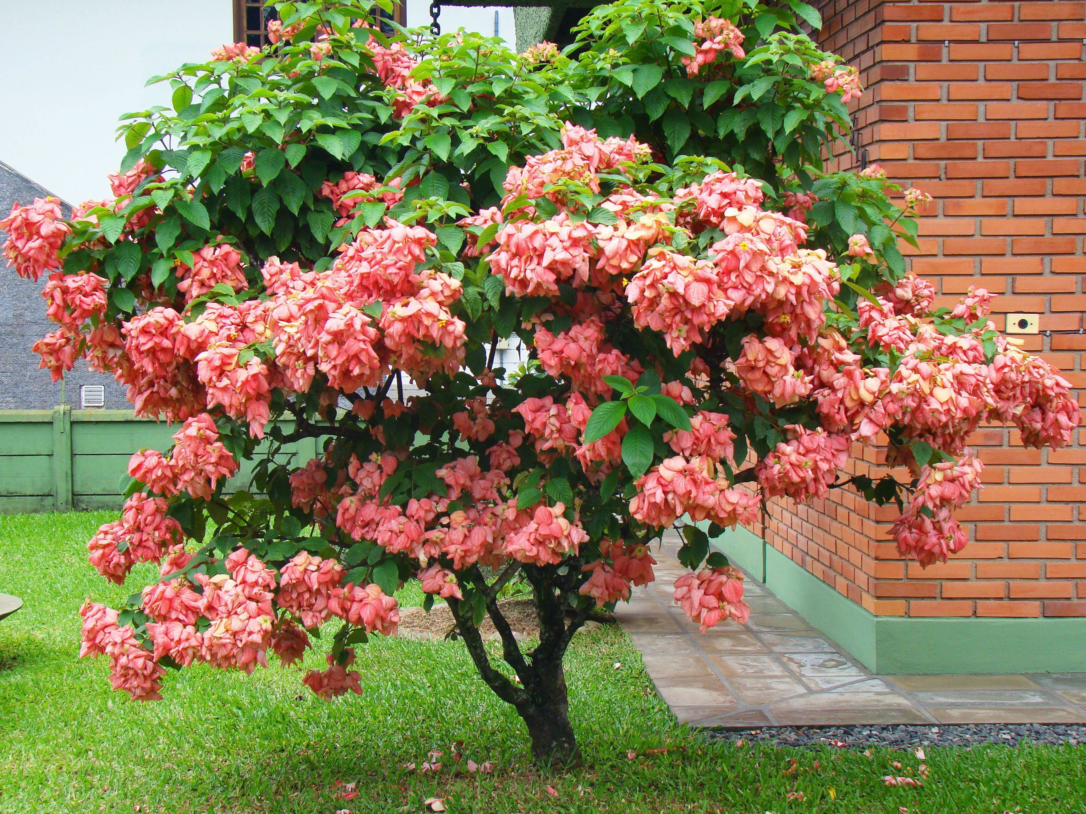 Цветок дерево уличное