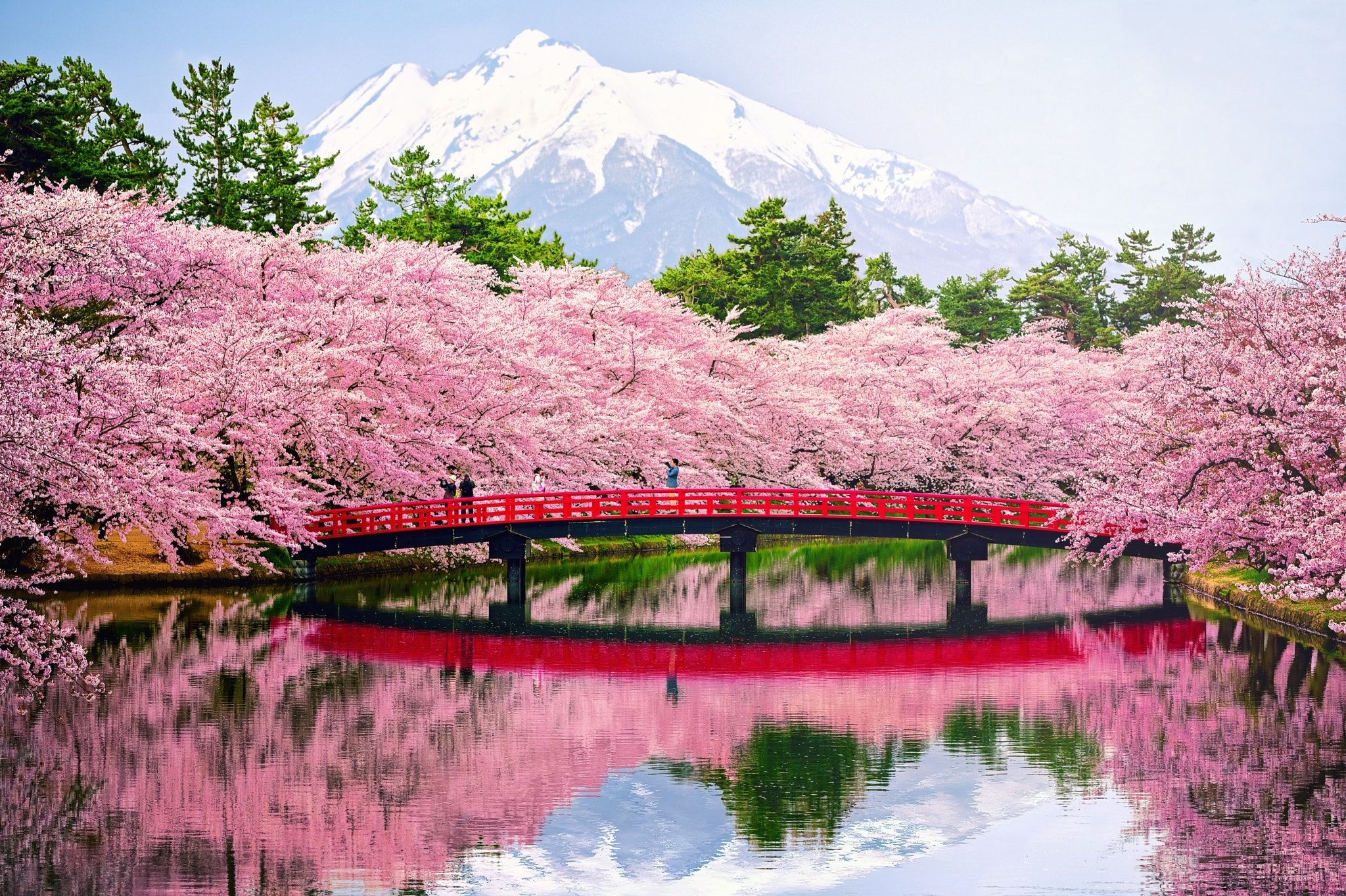 Координаты сакуры. Черри блоссом гора. Парк Такиноуэ, Япония. Сакура черри блоссом. Цветущая Сакура в Японии сад.