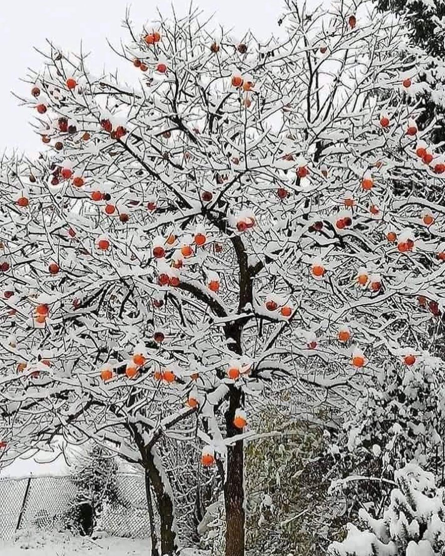 Красивые деревья зимой