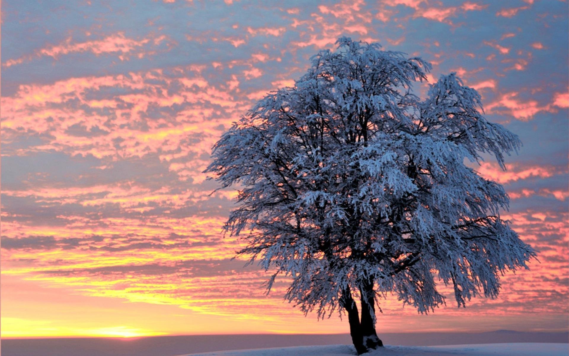 Сон красивые деревья. Зимнее дерево. Деревья в снегу. Красивое развесистое дерево. Красивые деревья зимой.