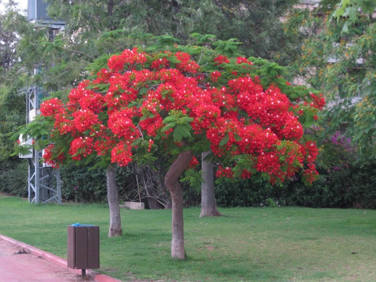 Деревья цветущие красным цветом