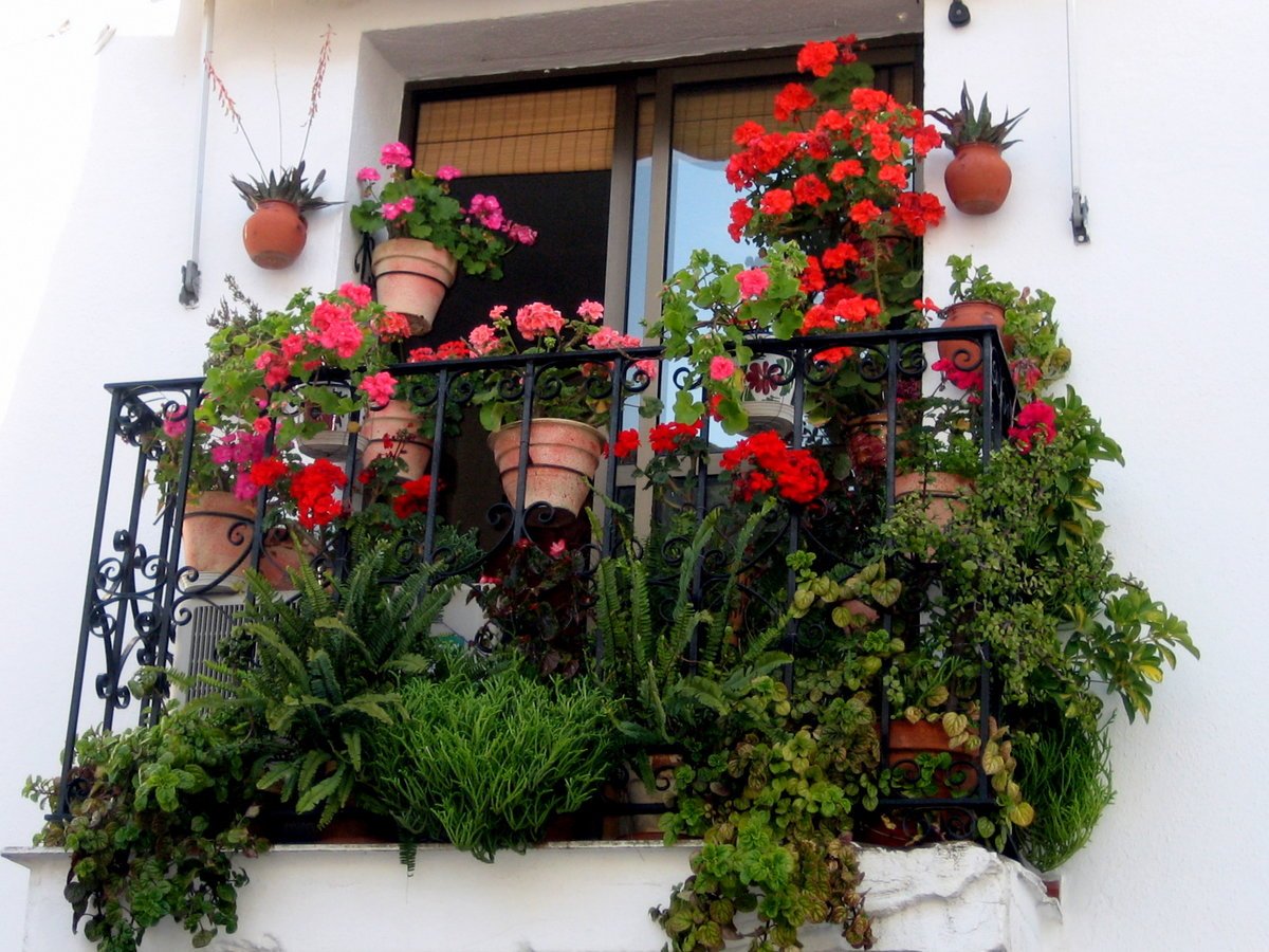 Северный балкон. Цветы на балконе. Украсить балкон цветами. Цветы на открытом балконе. Открытый балкон с цветами.